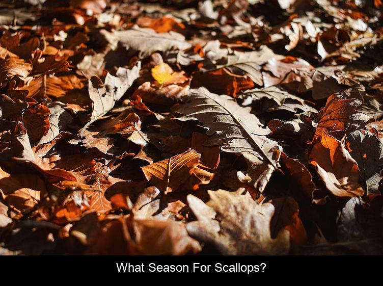 What season for scallops?